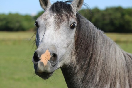 Foto: Mikael Linder, Pluto 2014