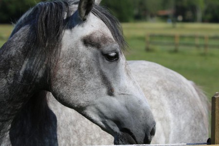 Foto: Mikael Linder, Pluto 2014