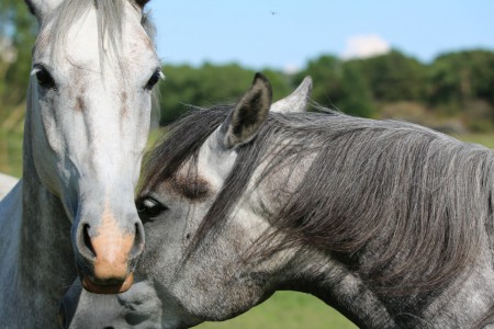 Fotograf: Mikael Linder, Caruzo och Pluto 2014