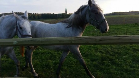 Barbana och Monteaura 2015