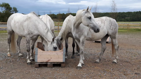 Hästarna samlade 2017