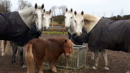 Hästarna samlade hösten 2017. Längst fram i bild lilla Felix. Från vänster Monteaura, Pluto, Barbana, Caruzo.